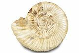 Polished Jurassic Ammonite (Perisphinctes) - Madagascar #283201-1